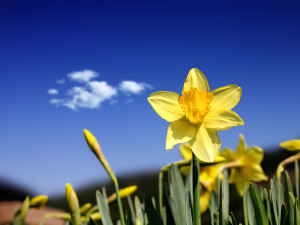 Here. Have a daffodil. Daffodils are like the anti-stress. They're sunshine flowers. Soak it up, guys.