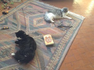 Kitties on the rug