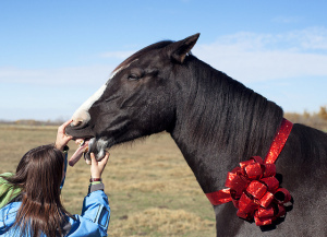 A - gift_horse