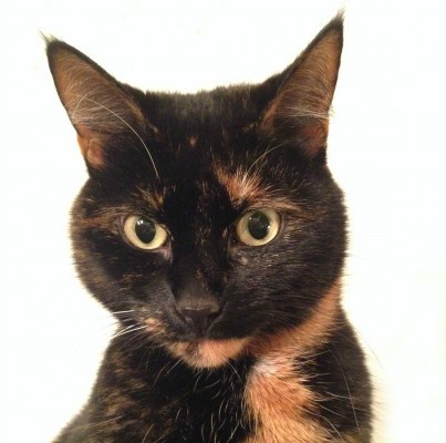 Conscious-Cat-Sunday