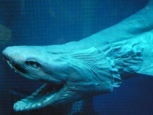 Frilled_shark_head2
