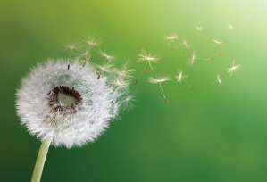 Day5 - 2015 Tapping World Summit