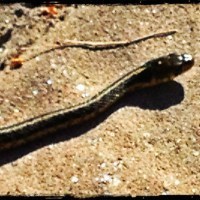 snake filter