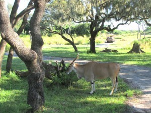 Kilimanjaro Safari