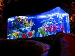 Rainforest Cafe at Disney's Animal Kingdom