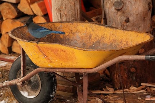 Steller's Jay 1 (600x400)