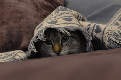 fear-in-cats
