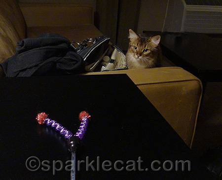 My human can't figure out why I'll play with the toys in the hotel room but not on the judging table