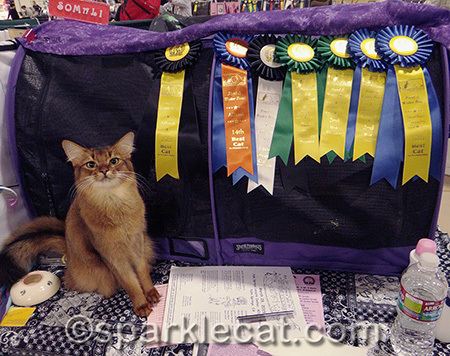 My human is going to run out of places to put all my ribbons!