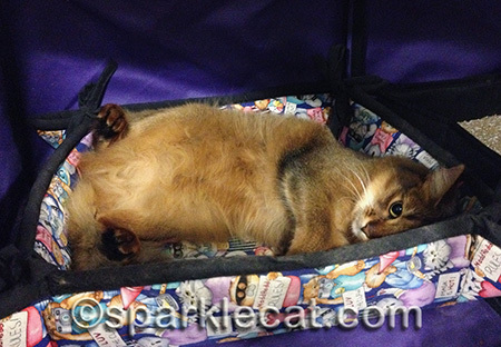 Does it look like I was asking for a belly rub? I got one!