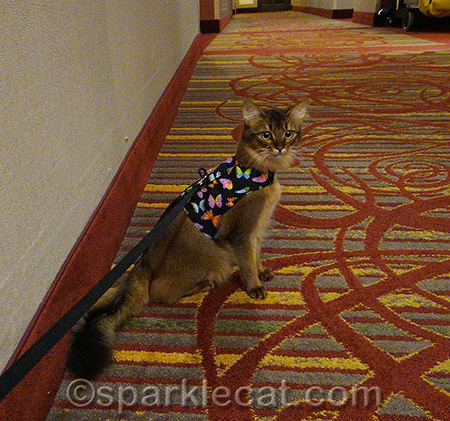 Hotel corridors are an adventure!