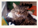 Tuffy is supporting Friends of Feral Cheshire Cats