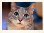 Magoo is supporting Valley Cats Cat & Kitten Rescue