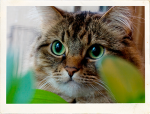 Gemini is supporting Purrfect Pals