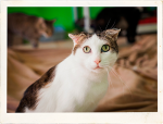 Harriet is supporting PAWSitively CATS No-Kill Shelter