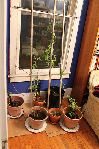 indoor garden