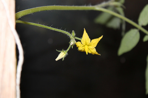 tomato blossom