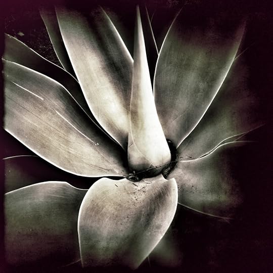 Succulent © Harold Davis