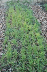 Rye planted in rows in preparation for carrots to be planted into the stubble the following June.