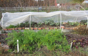 Greens and roots for winter food.