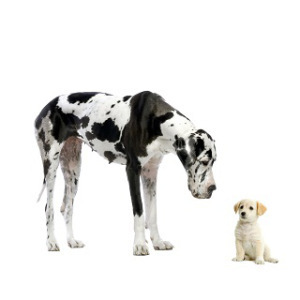 Bichon maltais blanc assis & coquin sur fond blanc