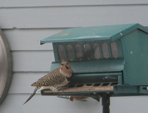 YellowShaftedFlicker