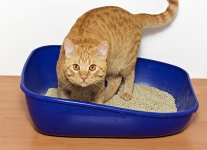 cat-in-litter-box