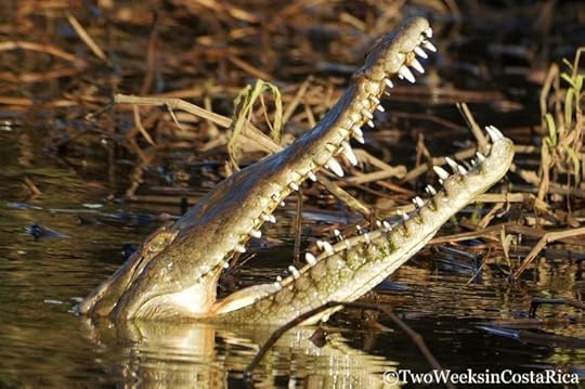 Jose's Crocodile Man Tour Picture | Two Weeks in Costa Rica