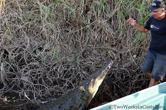 Crocodile Tour Guide | Two Weeks in Costa Rica