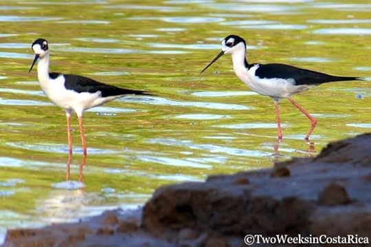 Black-necked Stilt | Two Weeks in Costa Rica