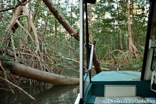 Mangroves Tarcoles River | Two Weeks in Costa Rica