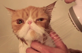 cat getting wet and looking annoyed