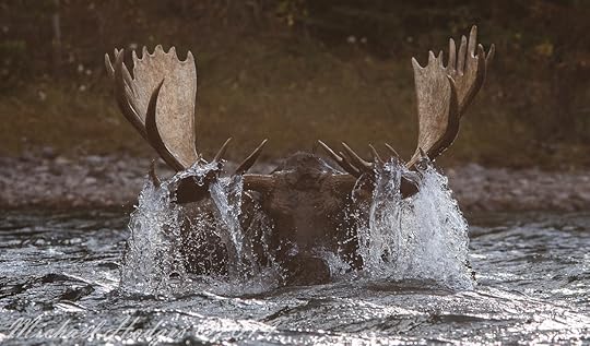 Moose Rising