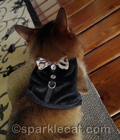 It's cute but I can't wear it with a leash