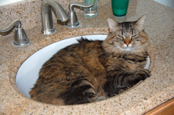 Kel Sinks In