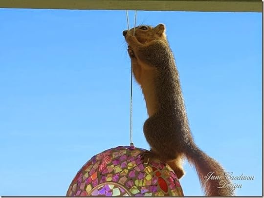 Squirrel_3