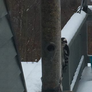 Woodpecker