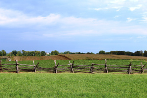 cornfield