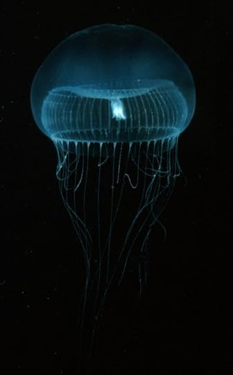 Aequorea victoria emitting fluorescent light. Image credit: This photo has been used courtesy of Steven Haddock.