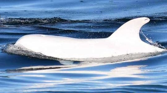 Albino Dolphin