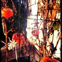 tomatoes