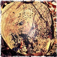 tree stump filter