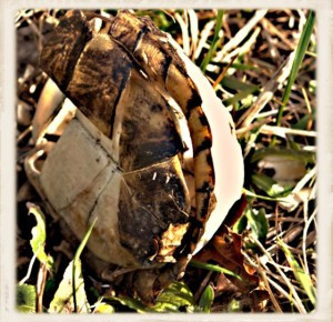 Turtle Shell Rolled Over by Whispering Lake (Framed)