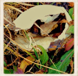 Turtle Shell by Whispering Lake SQ (Framed)