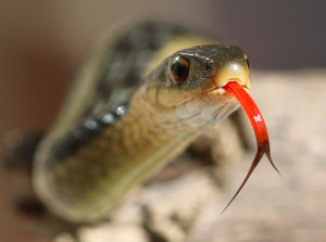 serpent tongue