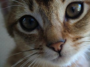 A kitten photo because this is serious, fluffy business. (Photo: mine)