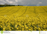oil-seed-rape-140337