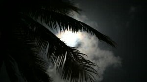 stock-footage-full-moon-on-a-tropical-night-silhouette-palm-trees