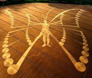 netherlandsbutterflycropcircle