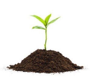 seedling